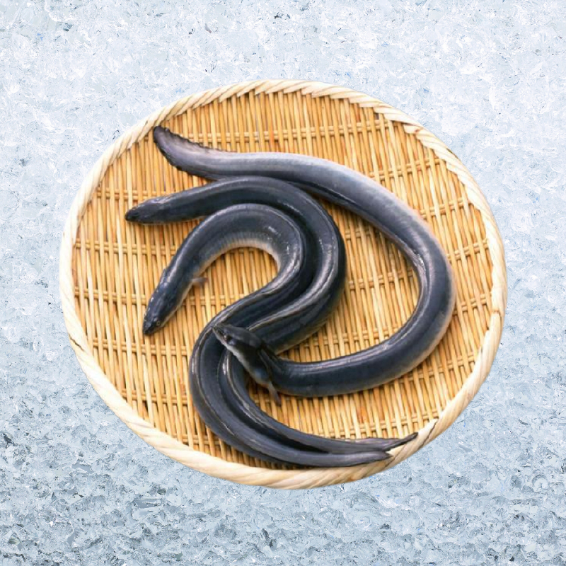 白鱔 (原條,550~650g) | 香港仔食鮮D Fish Delivery UK