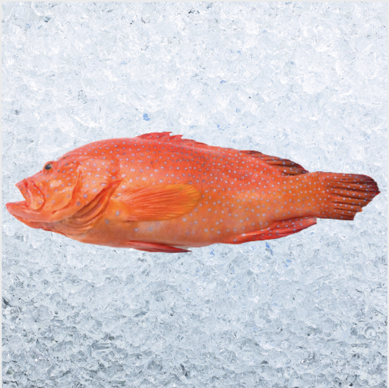 Fish Delivery UK